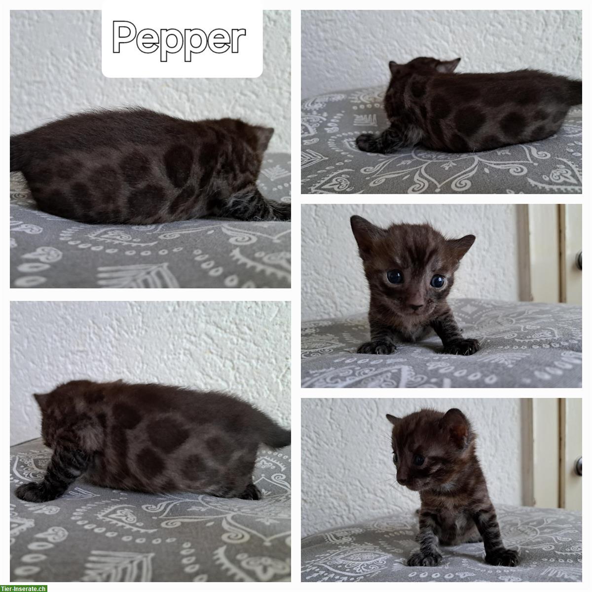 Bild 6: Atemberaubende Bengal Kitten aus seriöser Zucht