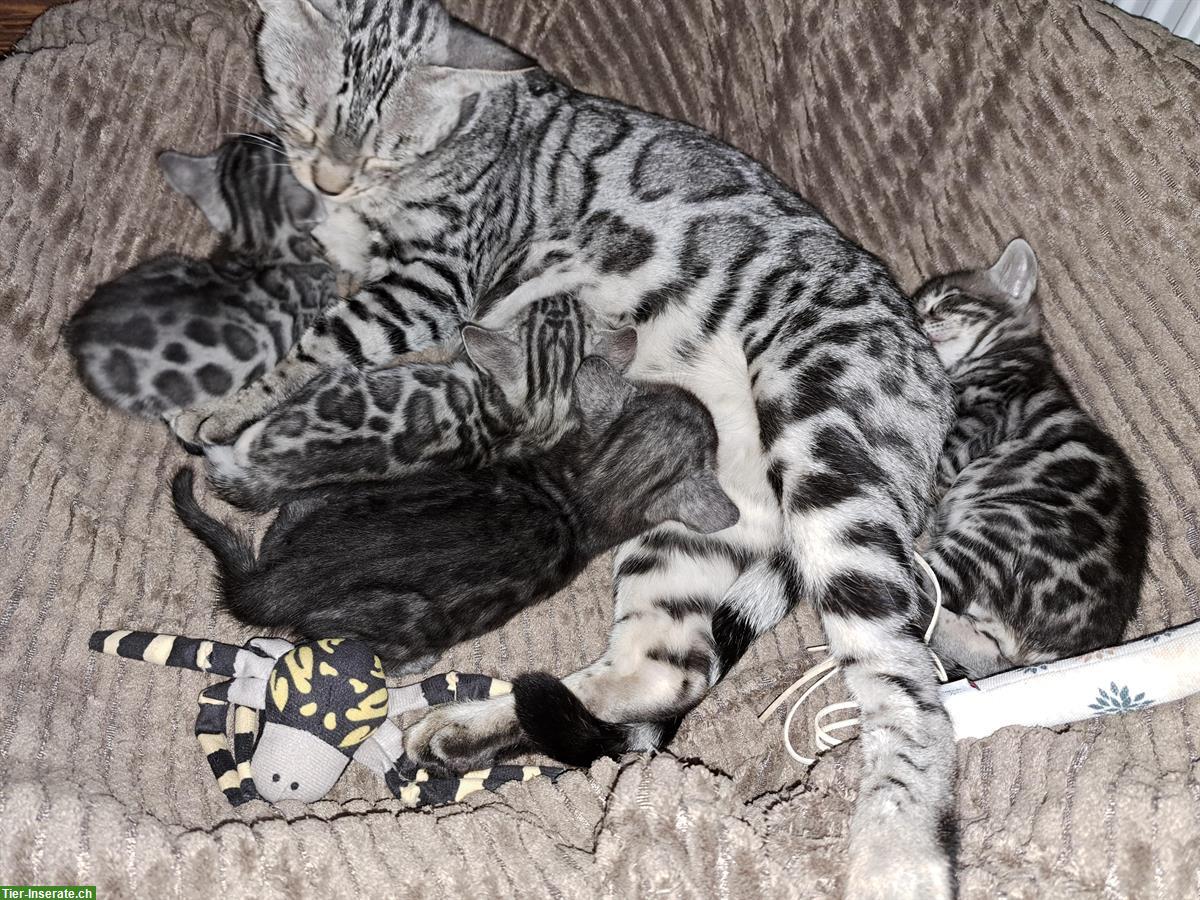 Bild 7: Atemberaubende Bengal Kitten aus seriöser Zucht