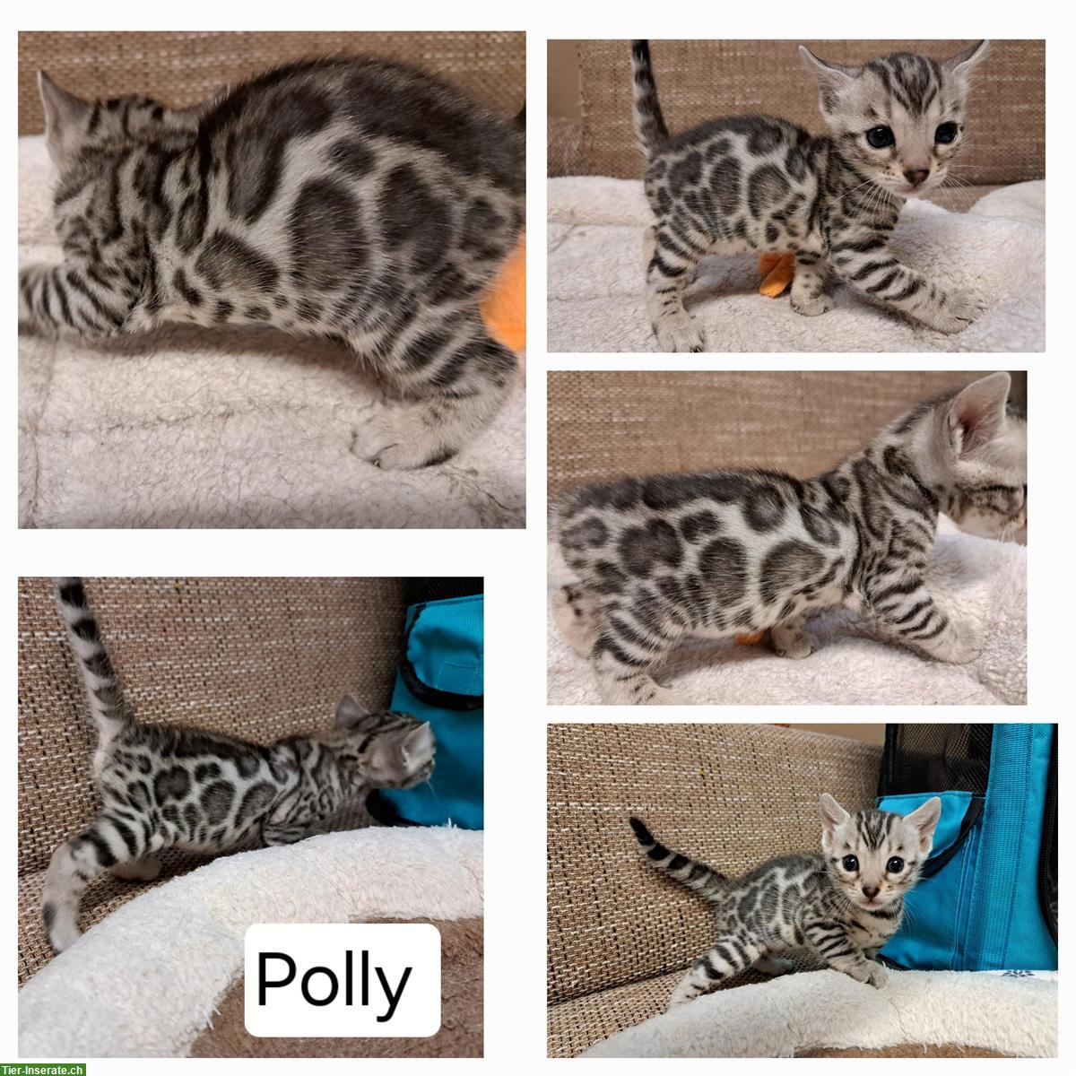 Bild 8: Atemberaubende Bengal Kitten aus seriöser Zucht