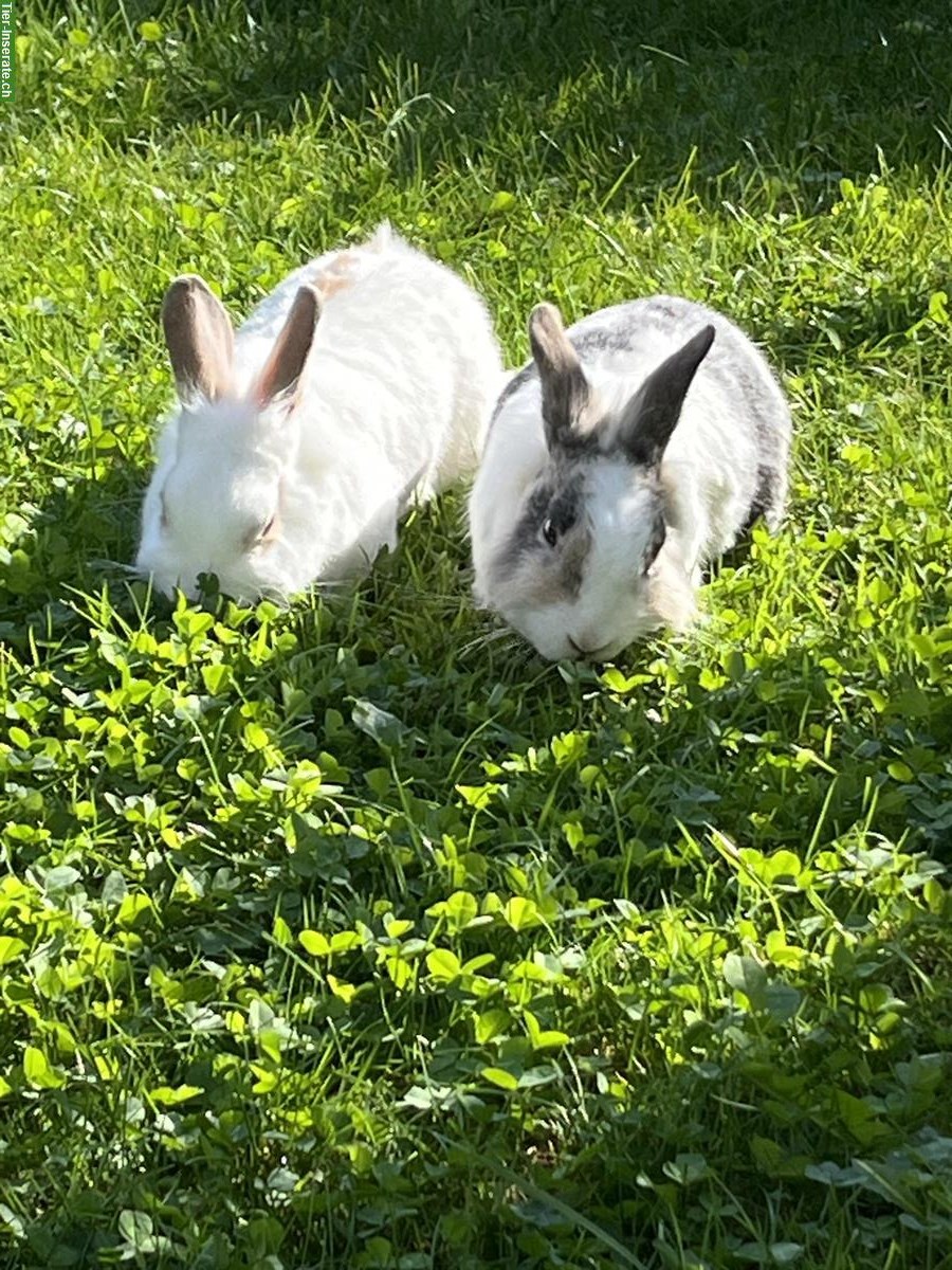 3 Kaninchen, zwei Weibchen und 1 Männchen