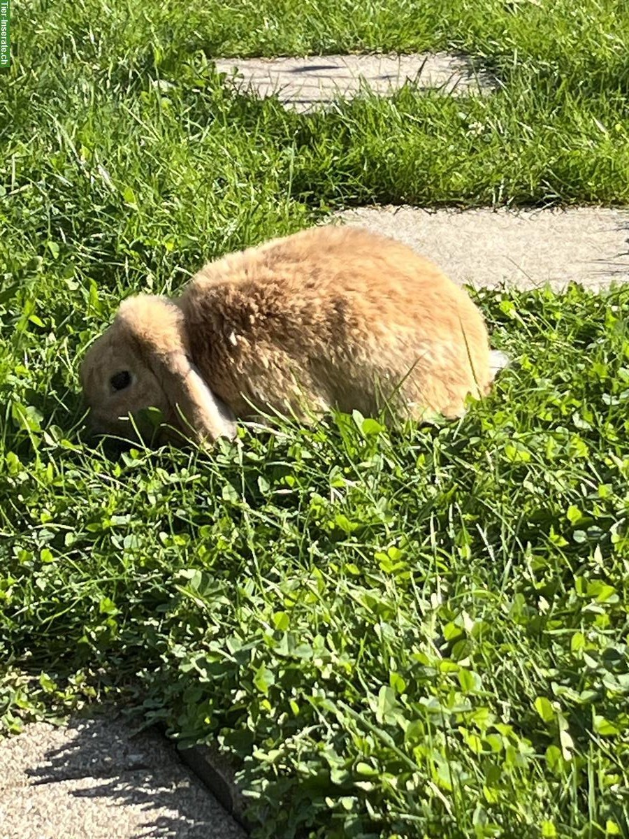 Bild 3: 3 Kaninchen, zwei Weibchen und 1 Männchen