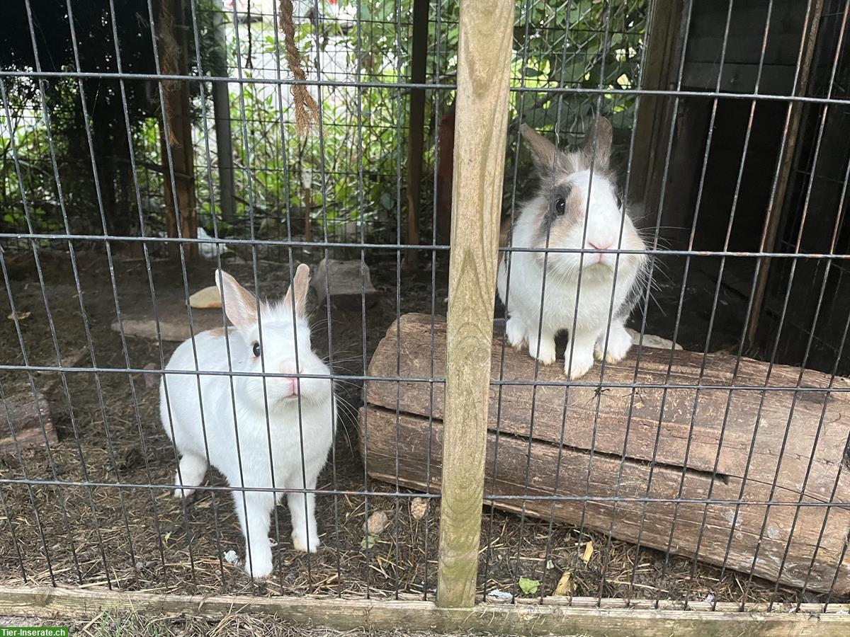 Bild 5: 3 Kaninchen, zwei Weibchen und 1 Männchen