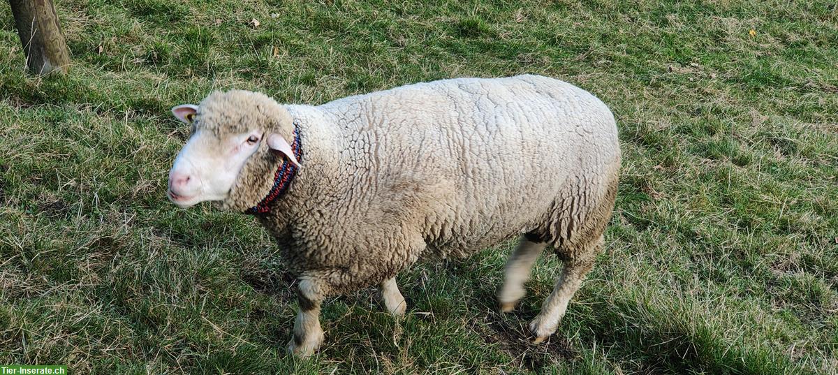 Schwerer WAS Schafbock zu verkaufen