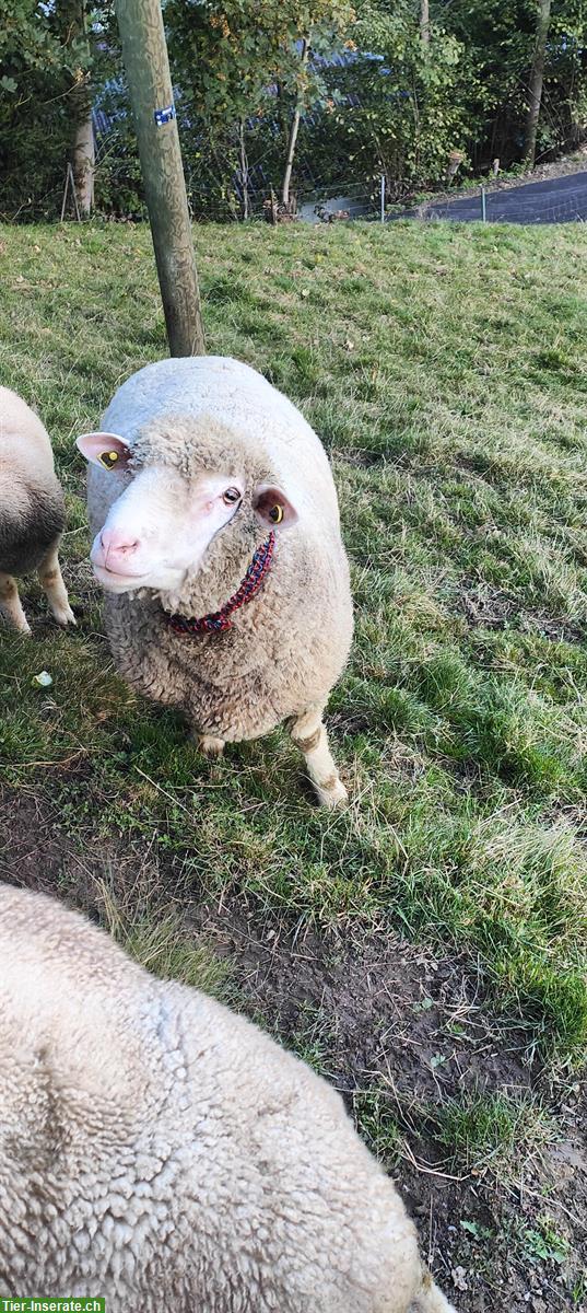 Bild 3: Schwerer WAS Schafbock zu verkaufen