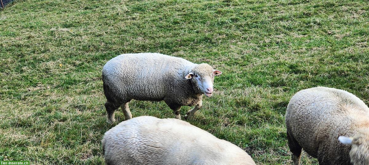 Bild 4: Schwerer WAS Schafbock zu verkaufen