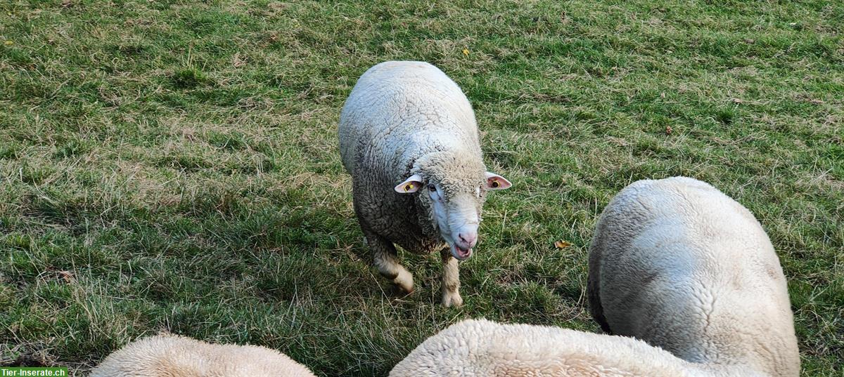 Bild 5: Schwerer WAS Schafbock zu verkaufen