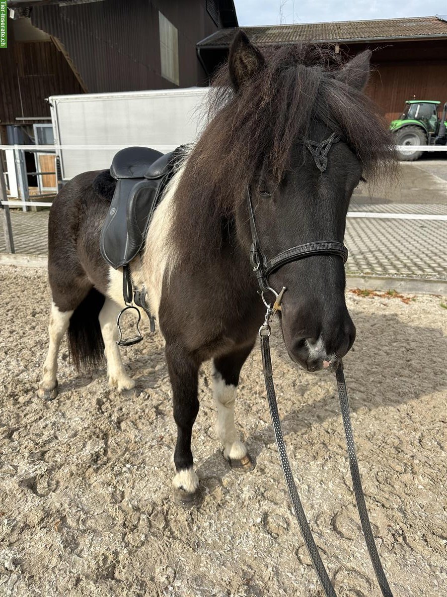 Herziger Isländer Wallach, 5-jährig, ca 1.40m