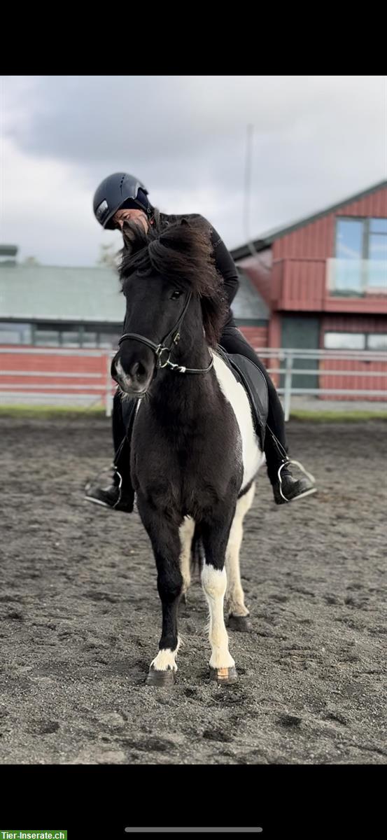 Bild 2: Herziger Isländer Wallach, 5-jährig, ca 1.40m