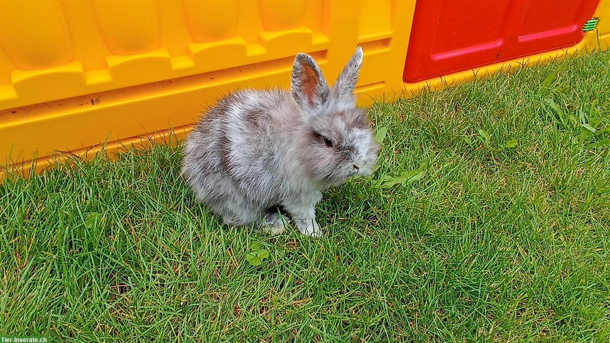 Bild 3: Zwergkaninchen Löwenköpfchen, männlich und weibliche