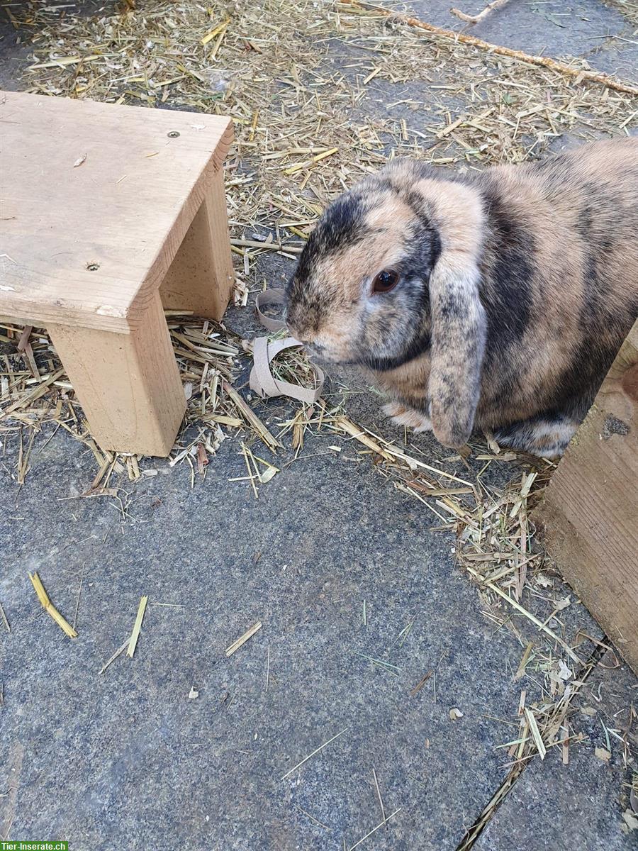 Bild 3: Zwergwidder Jacky sucht ein neues Zuhause oder Gefährtin