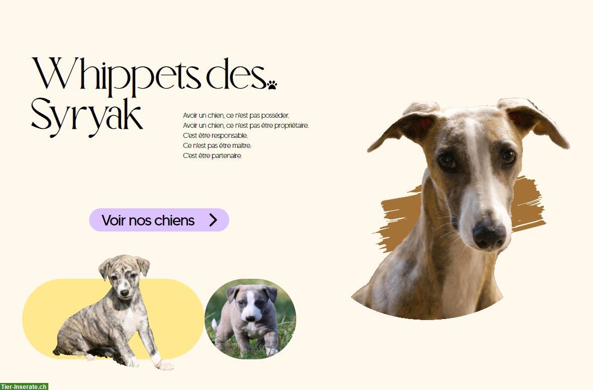 Whippet Welpen, männlich und weiblich