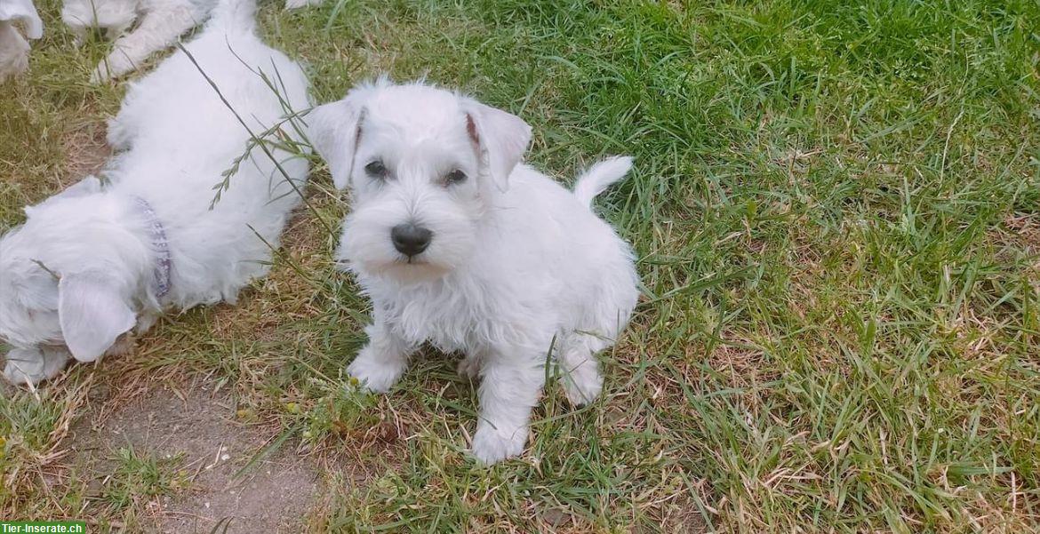 Weisser Zwergschnauzer Junghund mit VDH/PSK Papiere