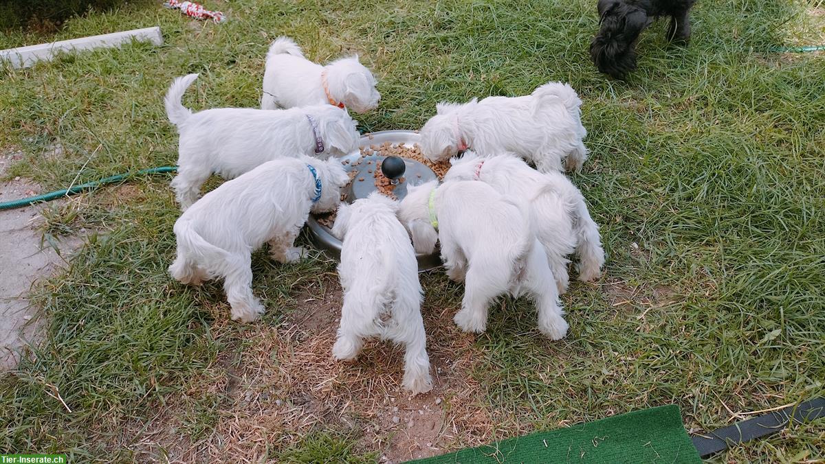 Bild 2: Weisser Zwergschnauzer Junghund mit VDH/PSK Papiere