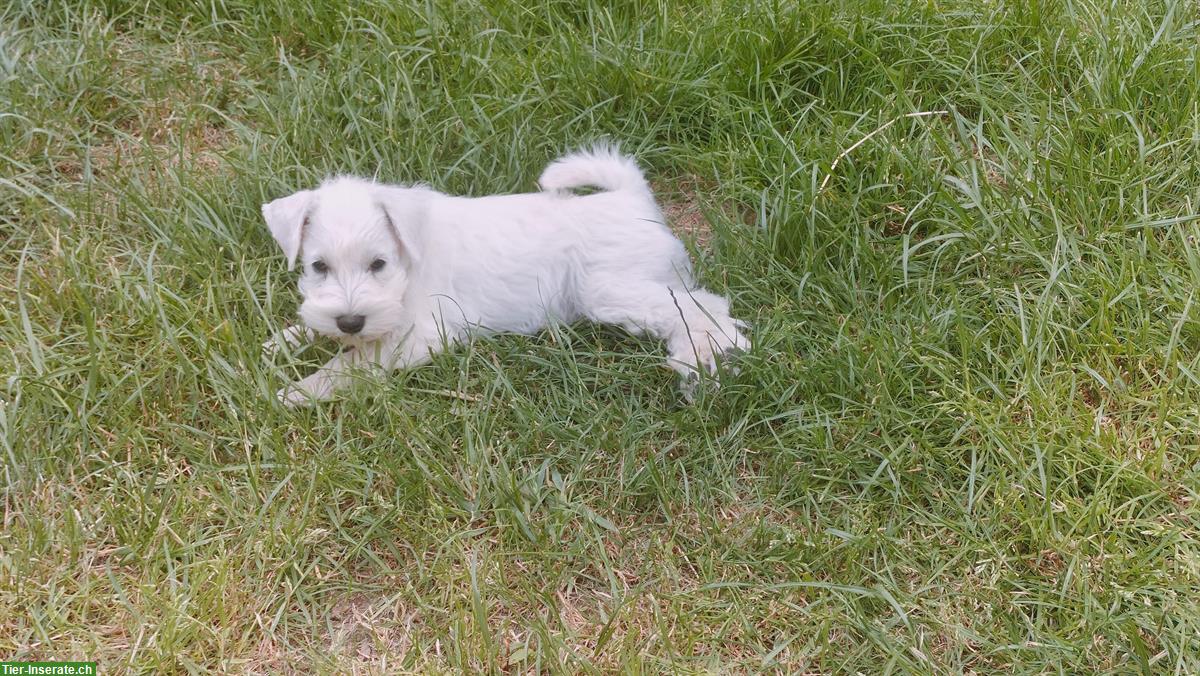 Bild 3: Weisser Zwergschnauzer Junghund mit VDH/PSK Papiere