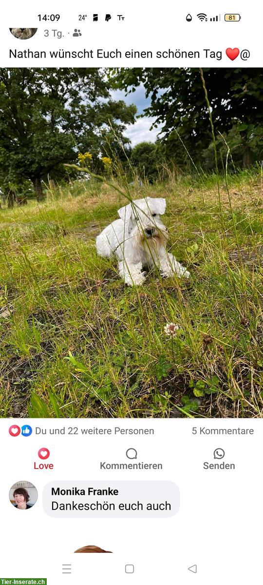 Bild 4: Weisser Zwergschnauzer Junghund mit VDH/PSK Papiere