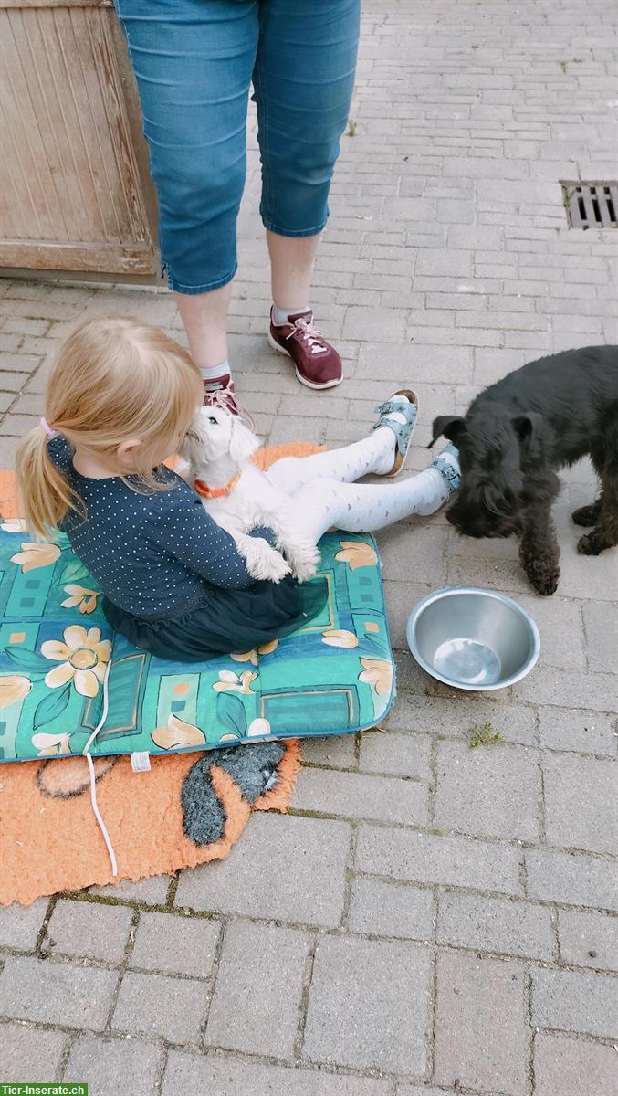 Bild 8: Weisser Zwergschnauzer Junghund mit VDH/PSK Papiere