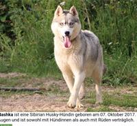 Dringende Hilfe für Hunde in Frankreich/Elsass!