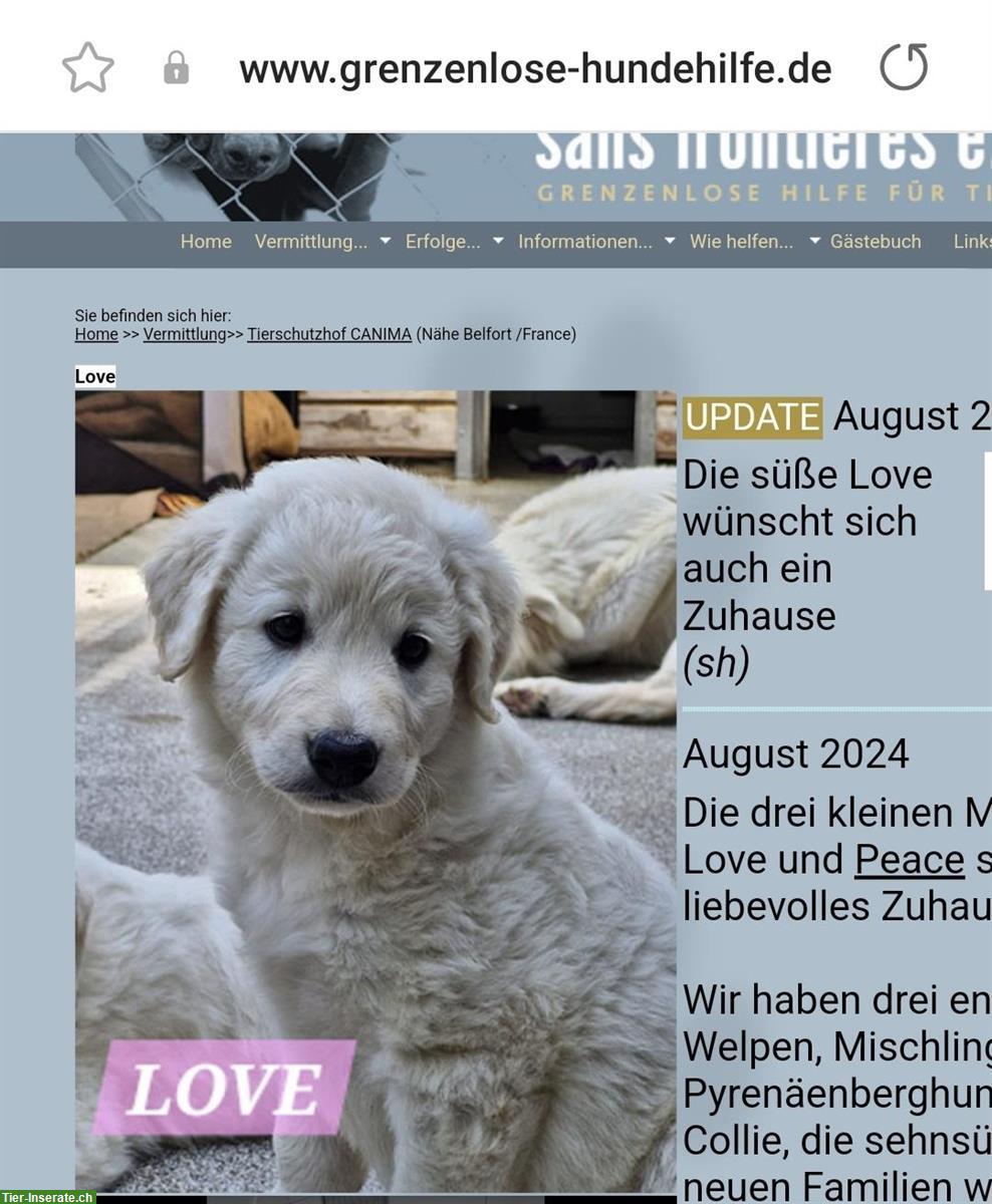 Bild 2: Dringende Hilfe für Hunde in Frankreich/Elsass!