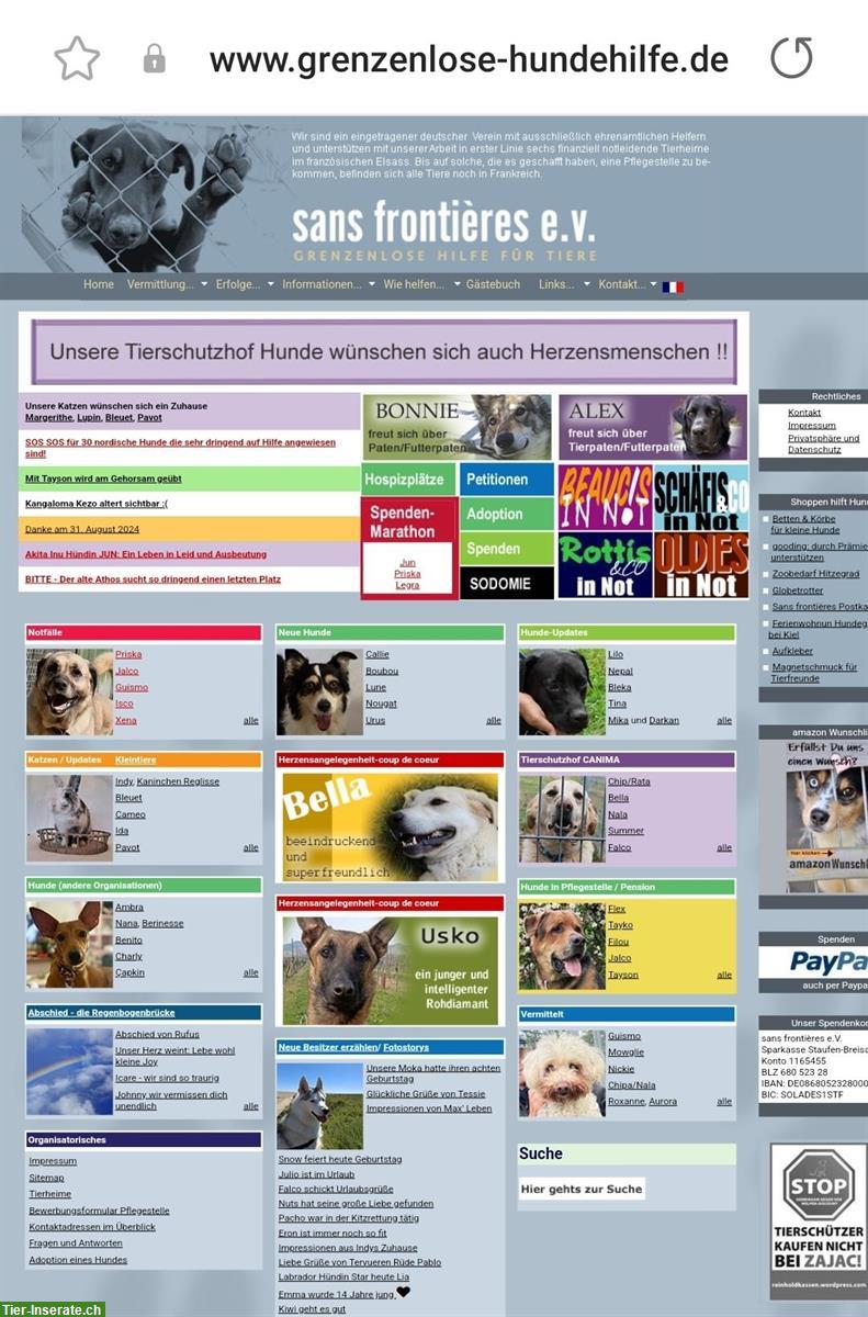 Bild 3: Dringende Hilfe für Hunde in Frankreich/Elsass!