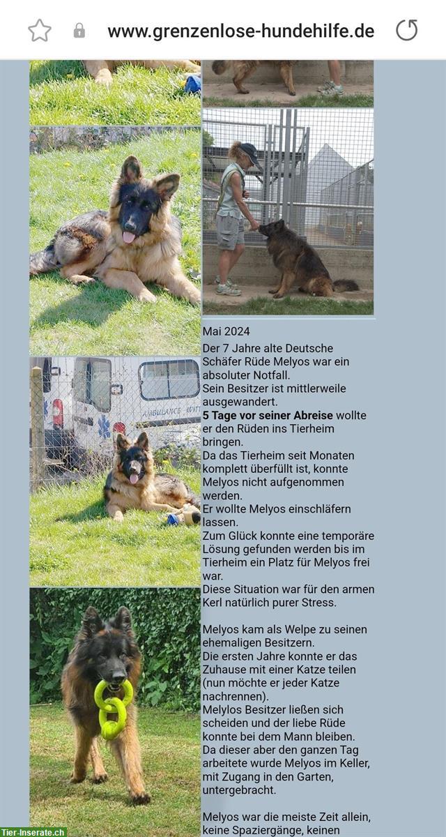 Bild 6: Dringende Hilfe für Hunde in Frankreich/Elsass!