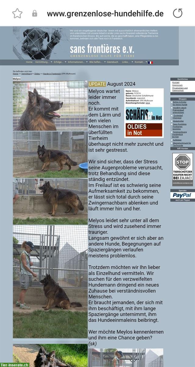 Bild 7: Dringende Hilfe für Hunde in Frankreich/Elsass!