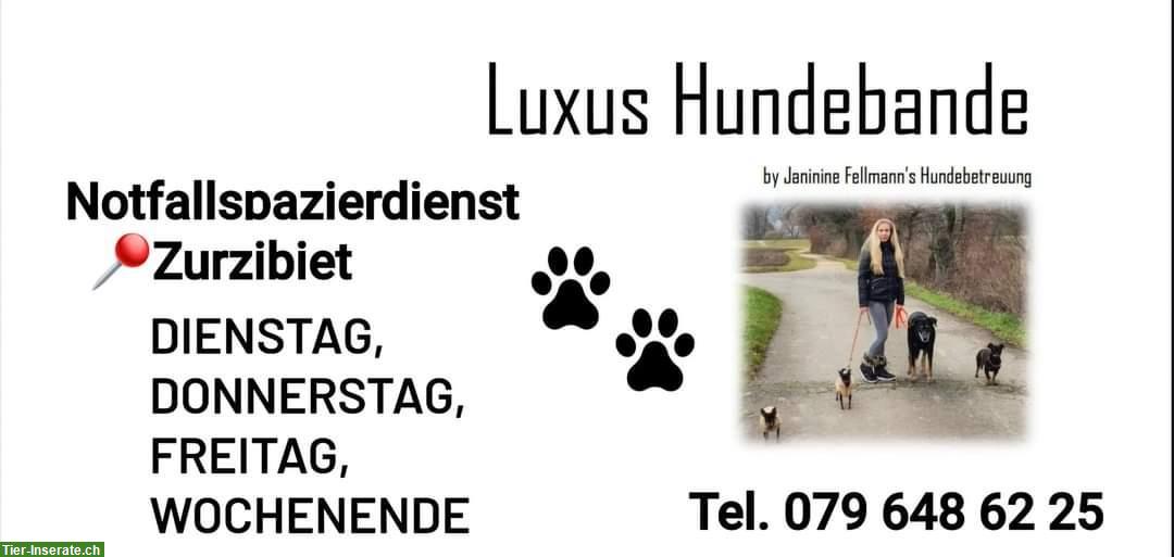 Notfall Hundespazierdienst mit Luxus