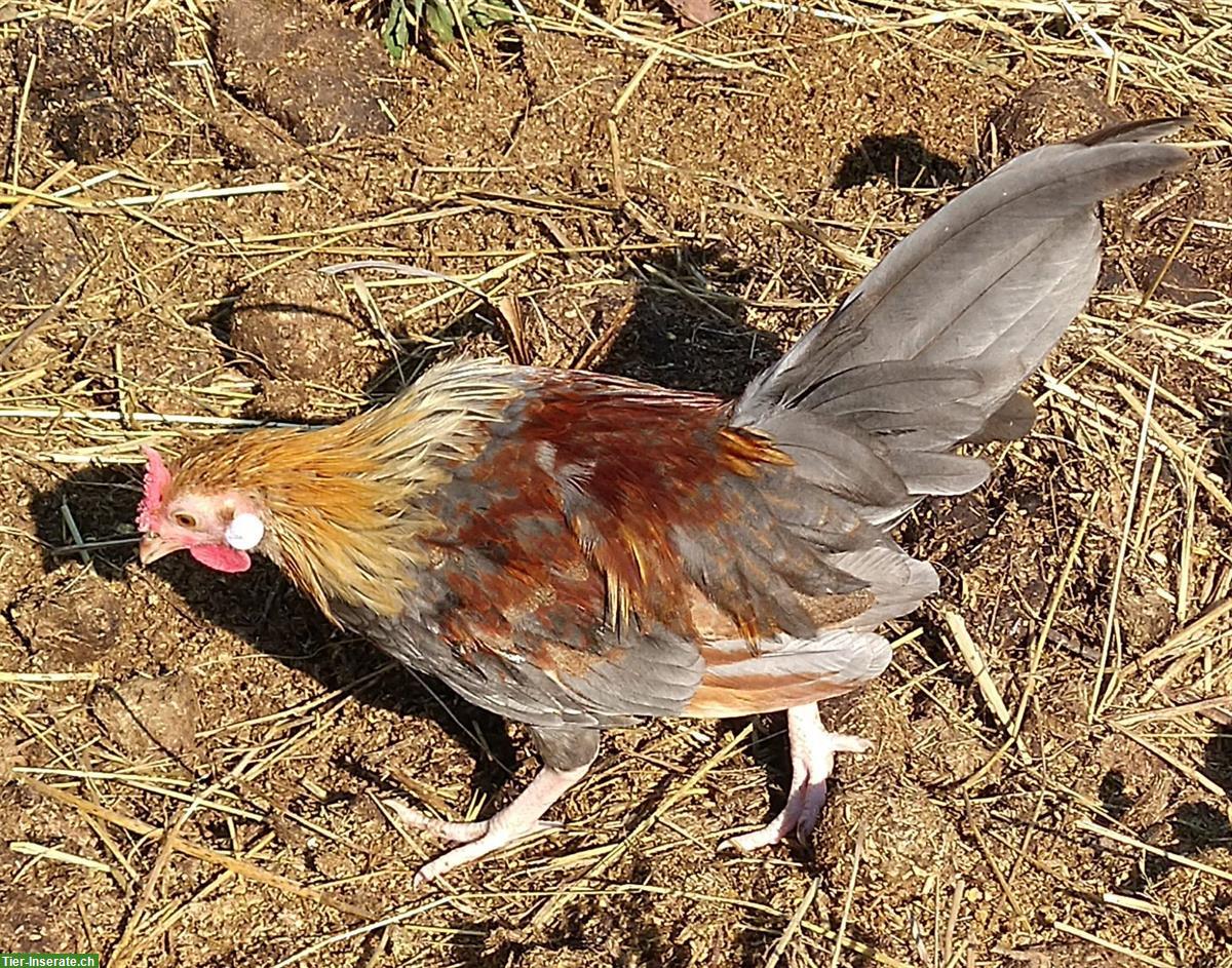 Bild 5: Junge Bantam Zwerghähne abzugeben