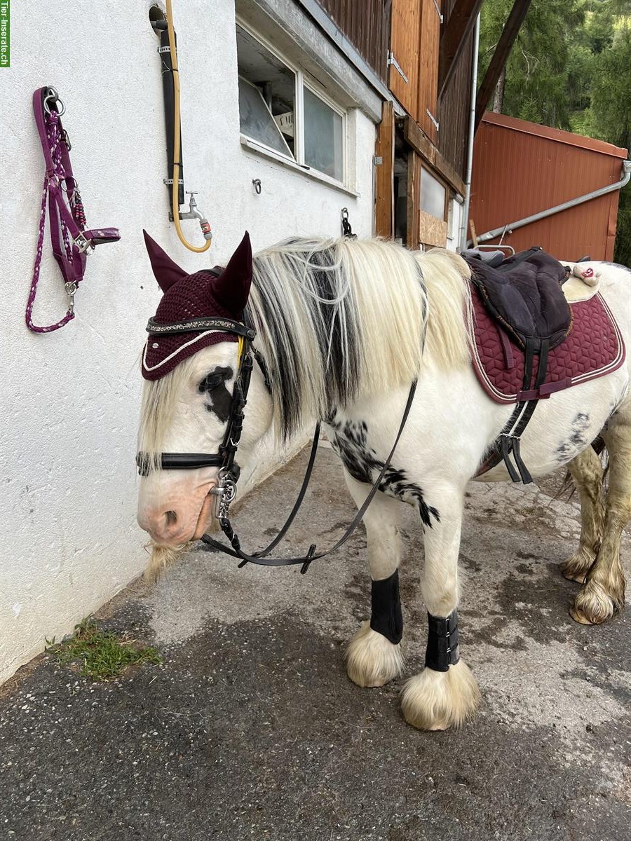 Bild 2: Reitbeteiligung für 1.32m grosses Pony