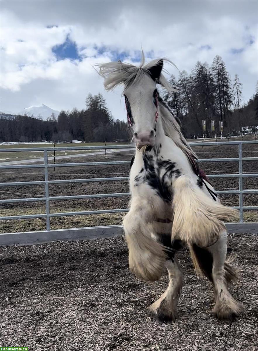 Bild 4: Reitbeteiligung für 1.32m grosses Pony