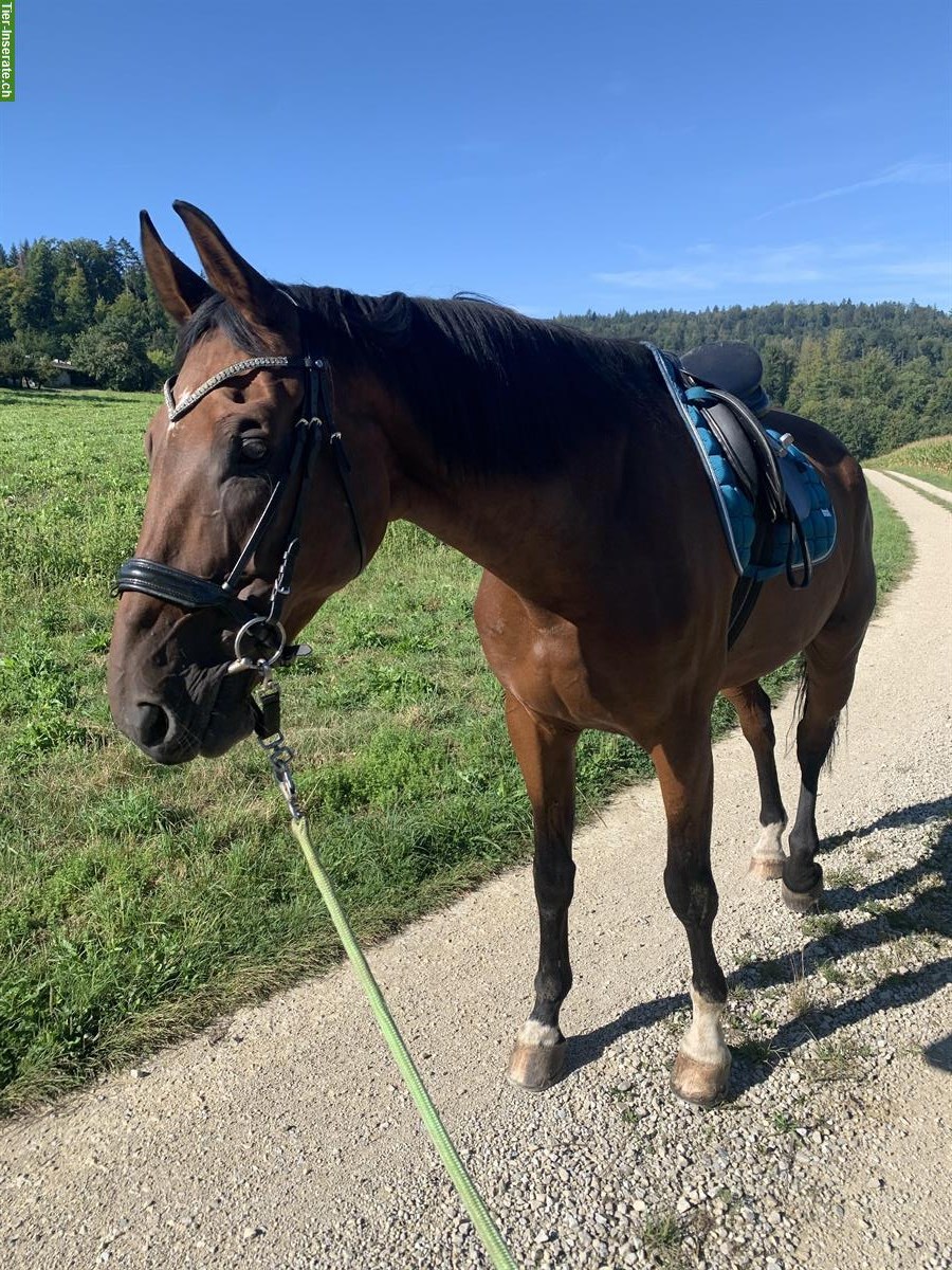 13-jähriger Schweizer Warmblut Wallach