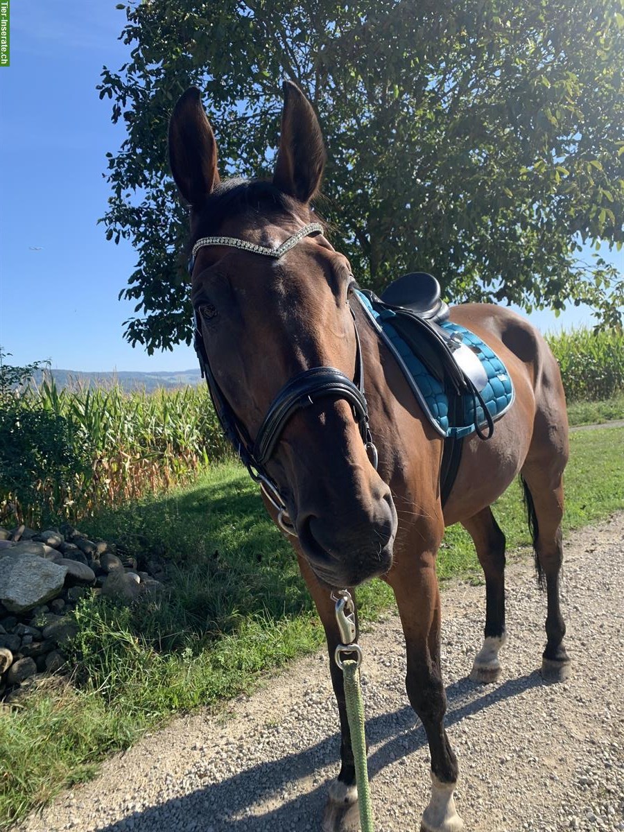 Bild 2: 13-jähriger Schweizer Warmblut Wallach