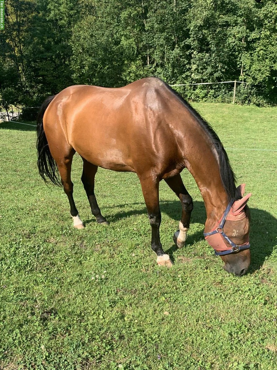 Bild 3: 13-jähriger Schweizer Warmblut Wallach