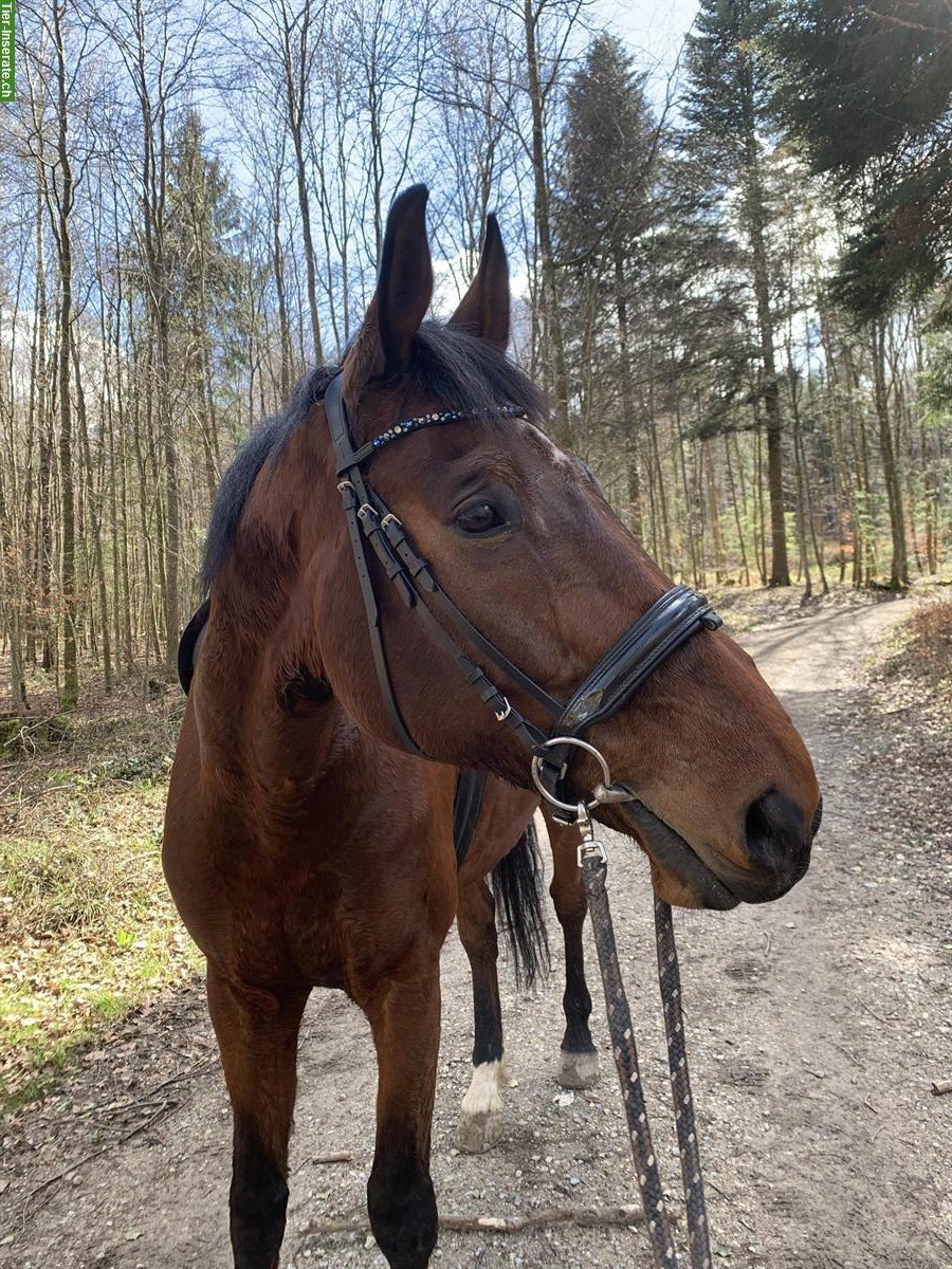 Bild 5: 13-jähriger Schweizer Warmblut Wallach