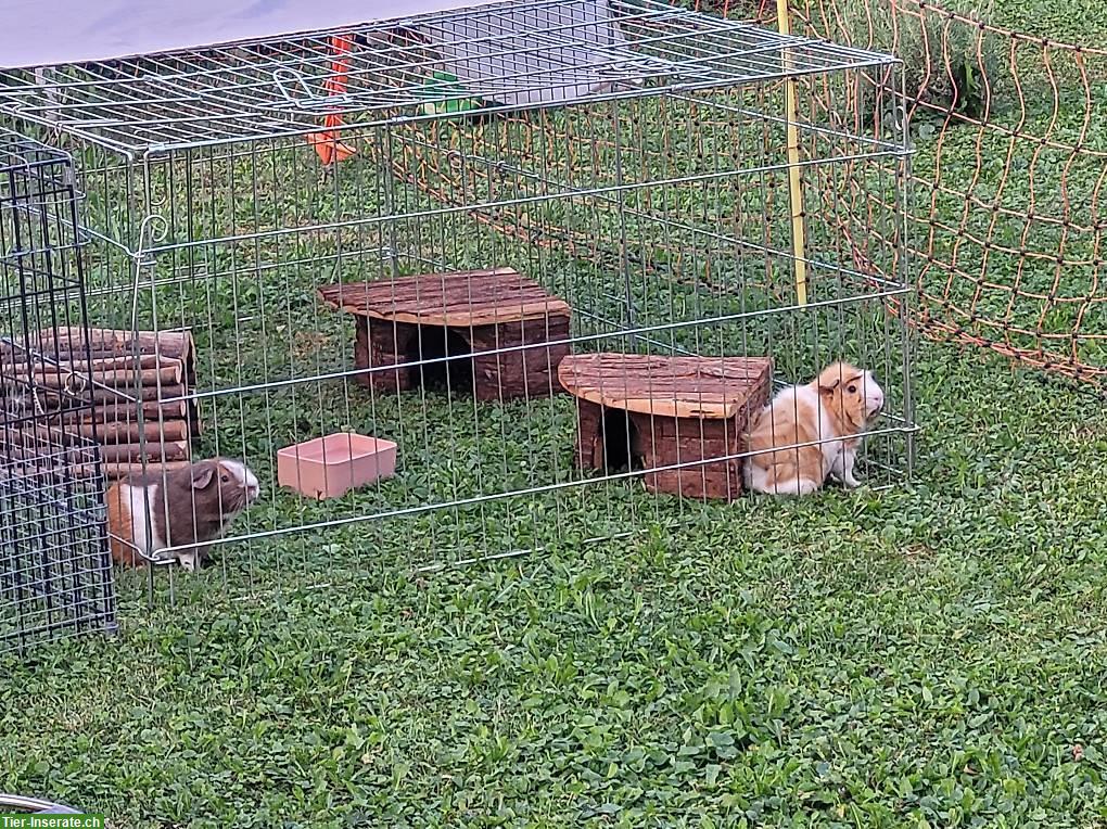 2 Meerschweinchen Böcke, unkastriert