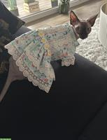 Für unsere Sphynx Katze einen Deckkater gesucht