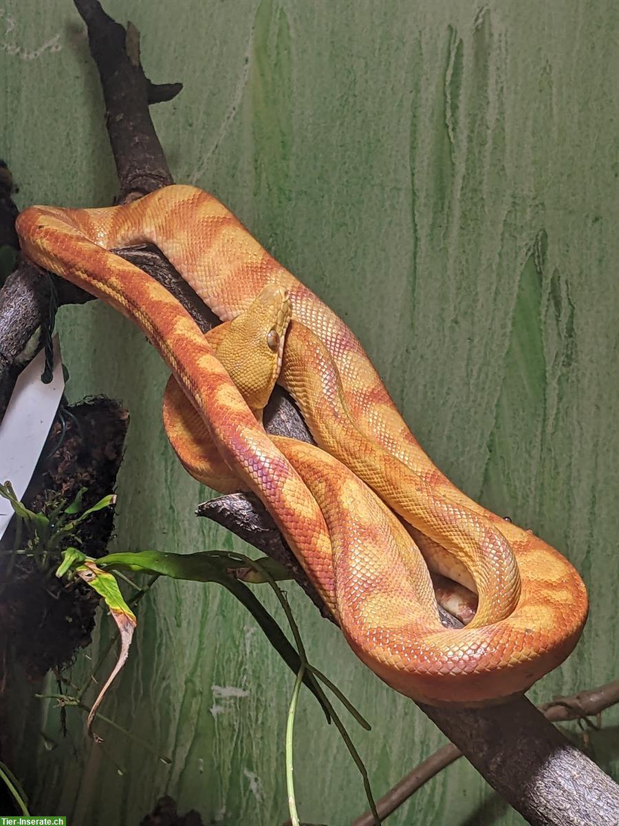 Corallus Hortulanus, Hundskopfboa oder Gartenboa