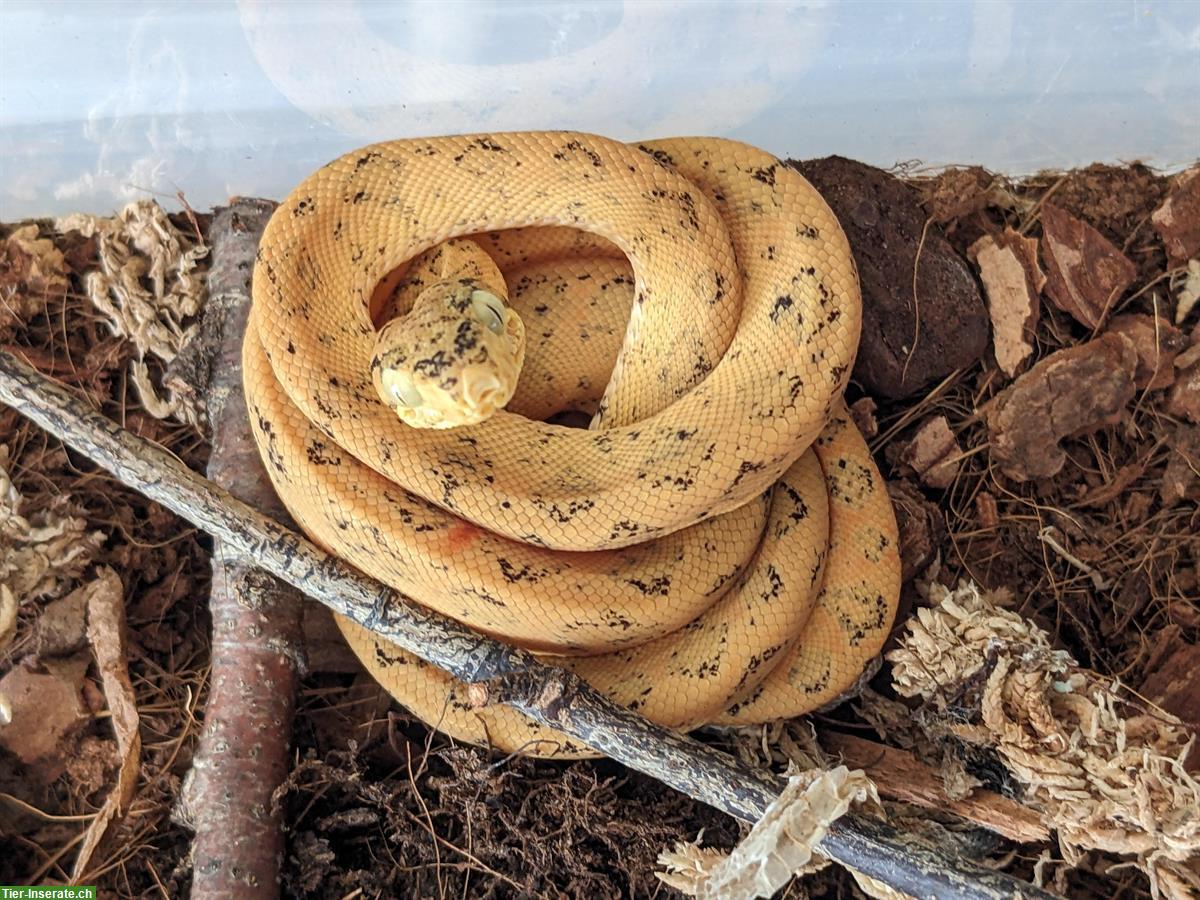 Bild 2: Corallus Hortulanus, Hundskopfboa oder Gartenboa