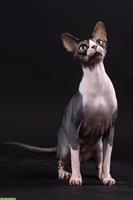 Wärmeliebender Sphynx Kater sucht neuen Lebensplatz