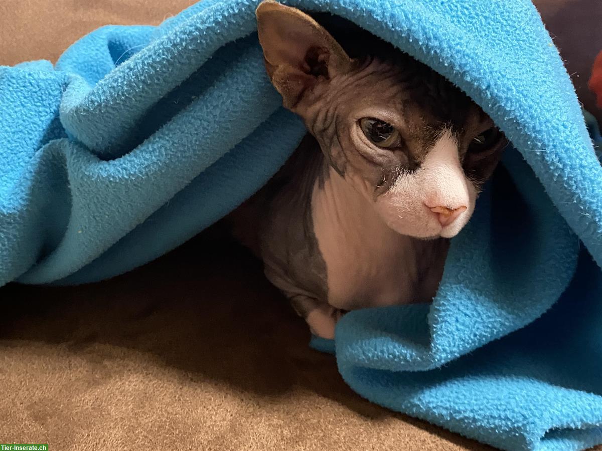 Bild 2: Wärmeliebender Sphynx Kater sucht neuen Lebensplatz