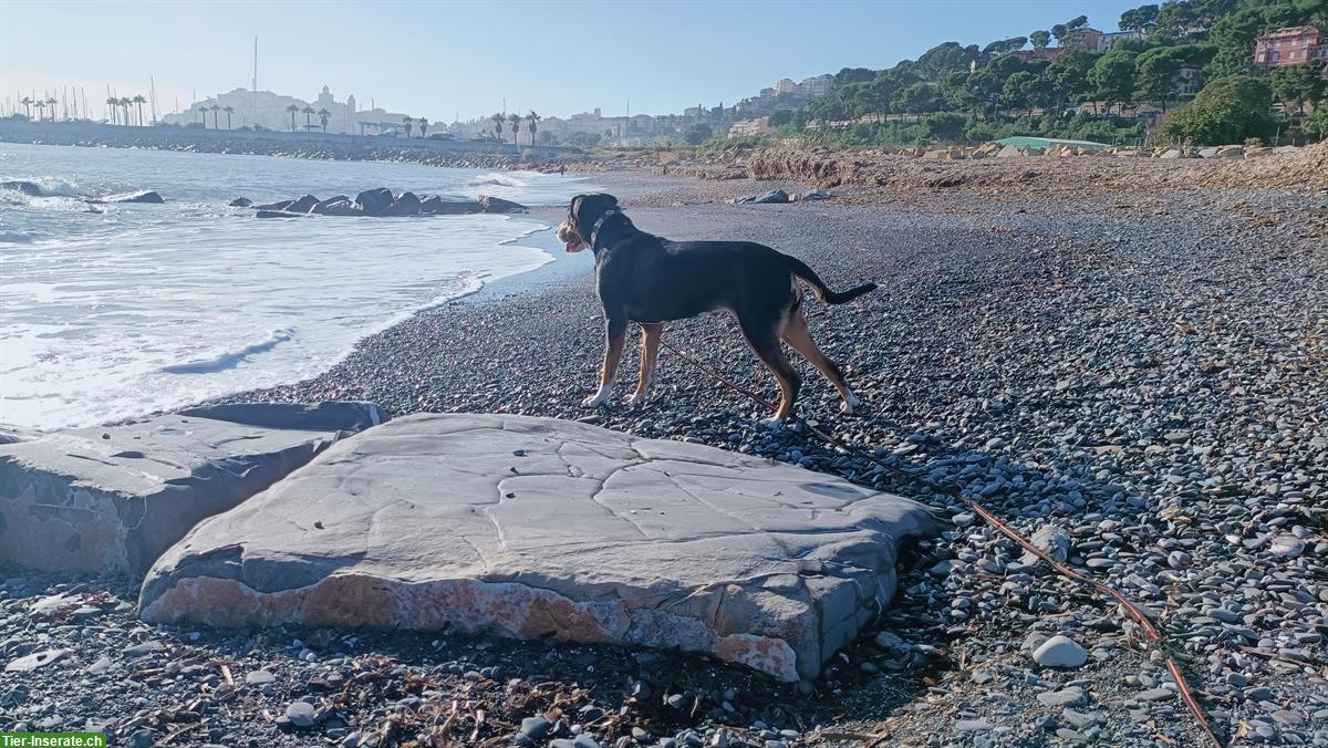 Bild 3: Grosser Schweizer Sennenhund | Wurfplanung