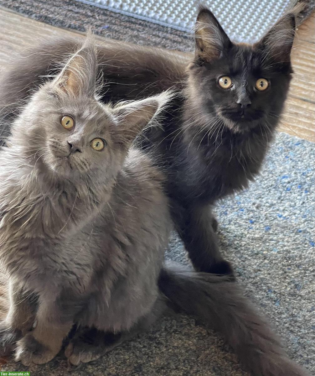 Bild 6: Maine Coon Kitten mit Stammbaum dürfen ausziehen