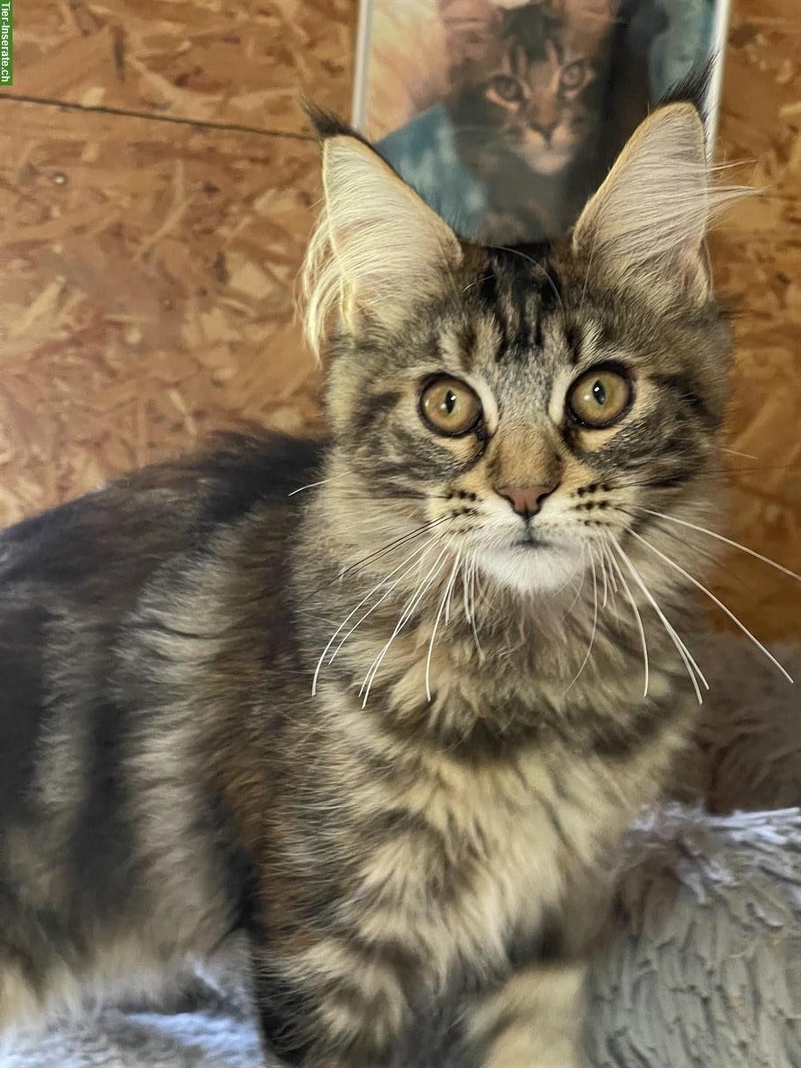 Bild 8: Maine Coon Kitten mit Stammbaum dürfen ausziehen