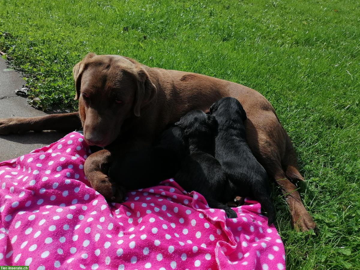 Labrador Welpen, weiblich, schwarz