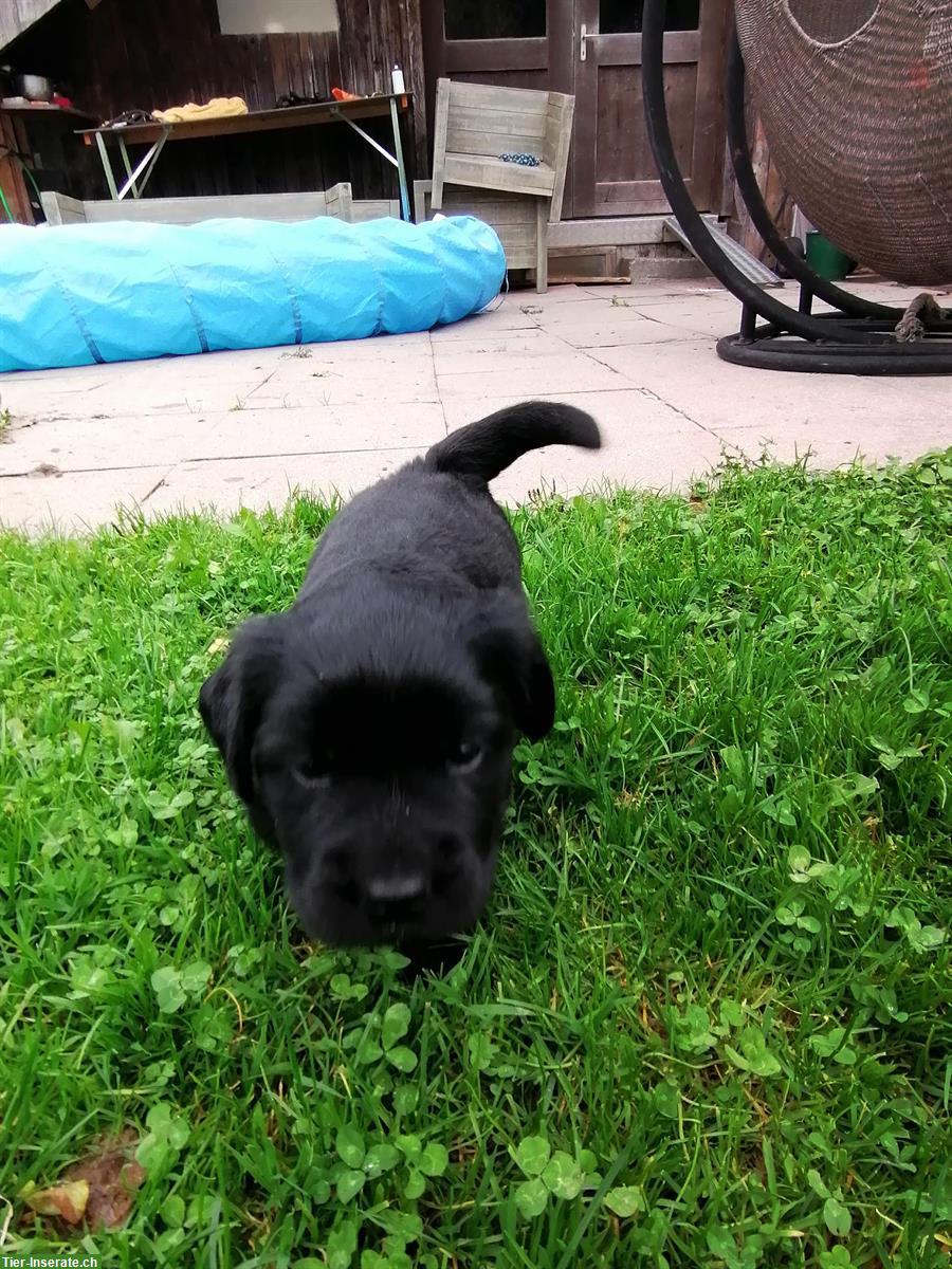 Bild 2: Labrador Welpen, weiblich, schwarz