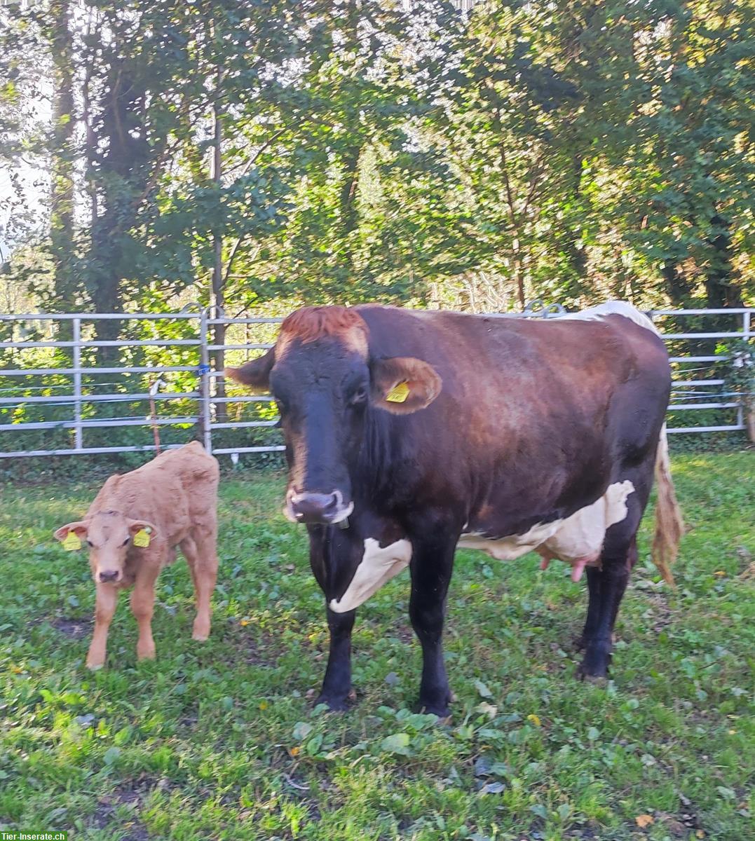 Sanftmütige Mutterkuh (50% Pinzgauer, 50% BV) mit Stierkalb