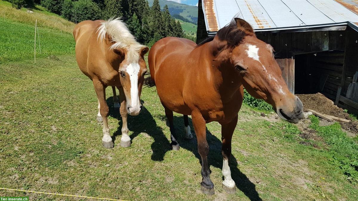 Bild 2: Suchen Pferdebetreuung für 2 Freiberger in Waltensburg/Vuorz