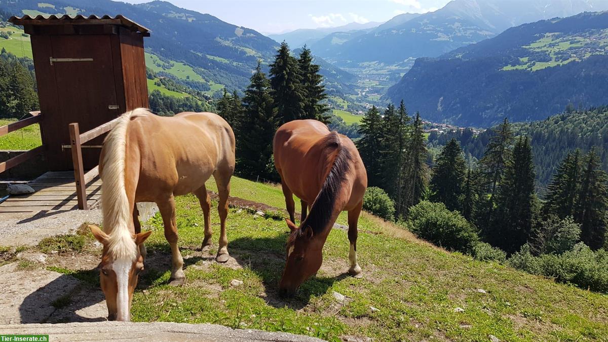 Bild 3: Suchen Pferdebetreuung für 2 Freiberger in Waltensburg/Vuorz