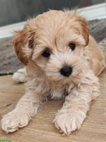 SCHNOODLE Welpen 🐶 Herzensbrecher aus Österreich