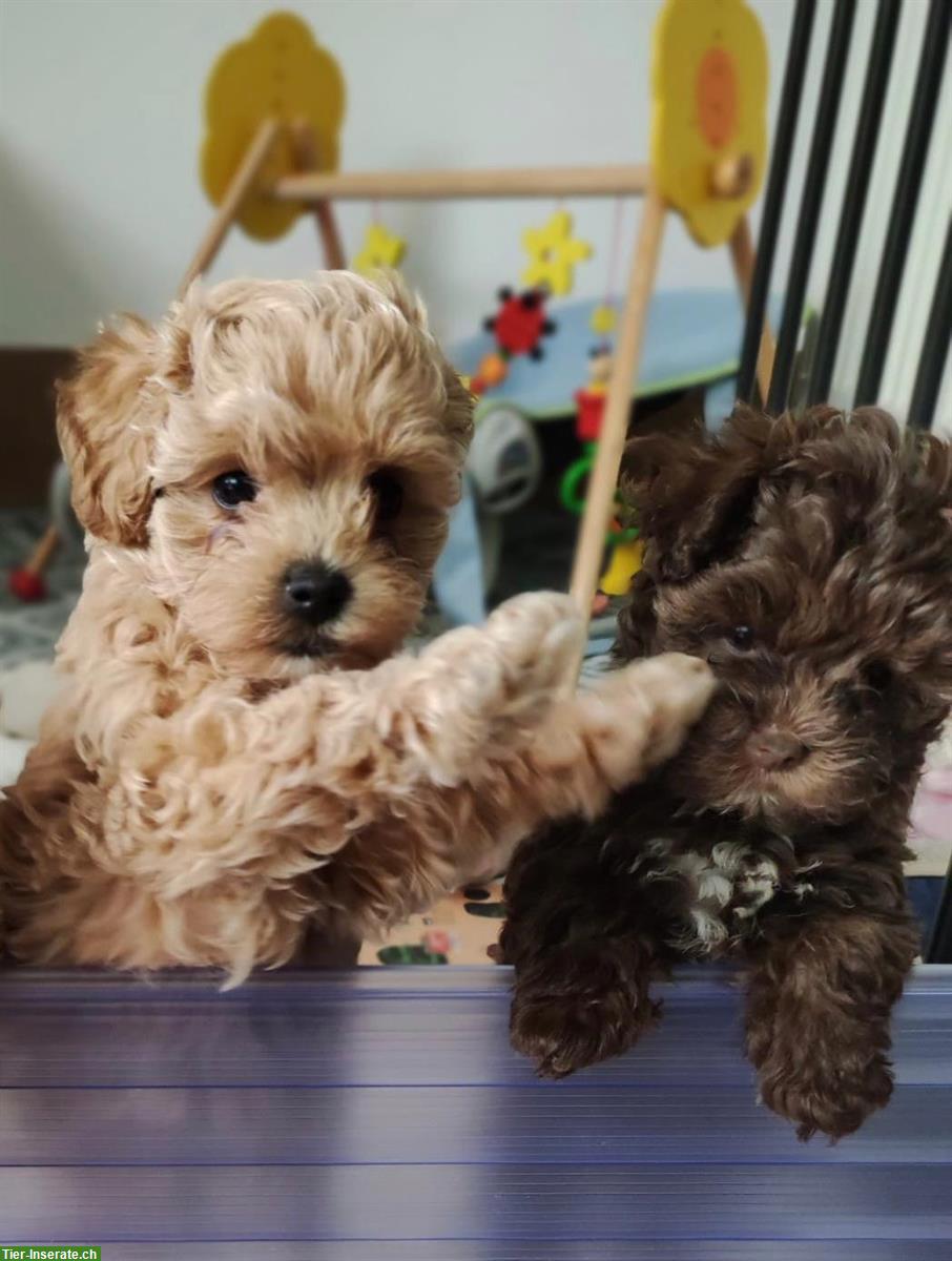 Bild 2: SCHNOODLE Welpen 🐶 Herzensbrecher aus Österreich