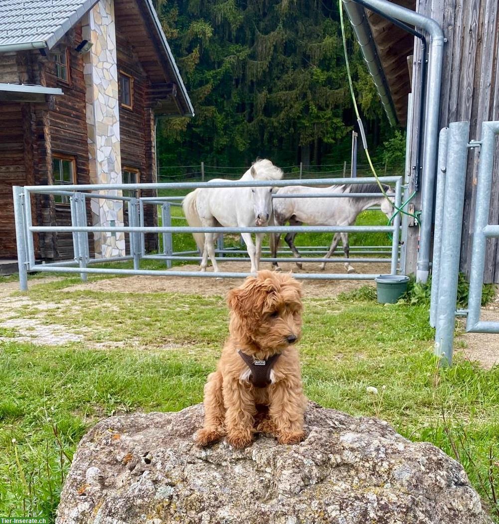 Bild 5: SCHNOODLE Welpen 🐶 Herzensbrecher aus Österreich